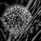 DANDELION B/N 3