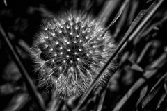 DANDELION B/N 3