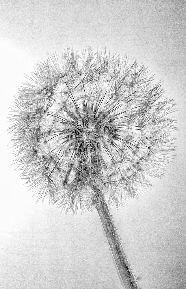 DANDELION BN