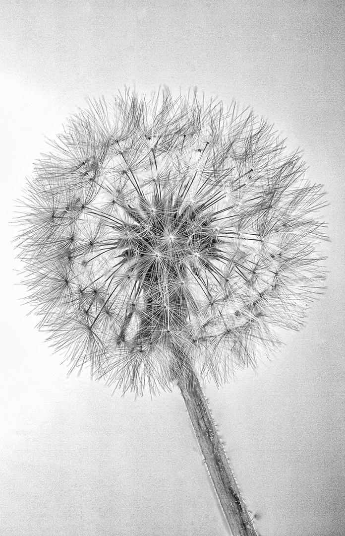 DANDELION BN