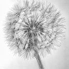 DANDELION BN