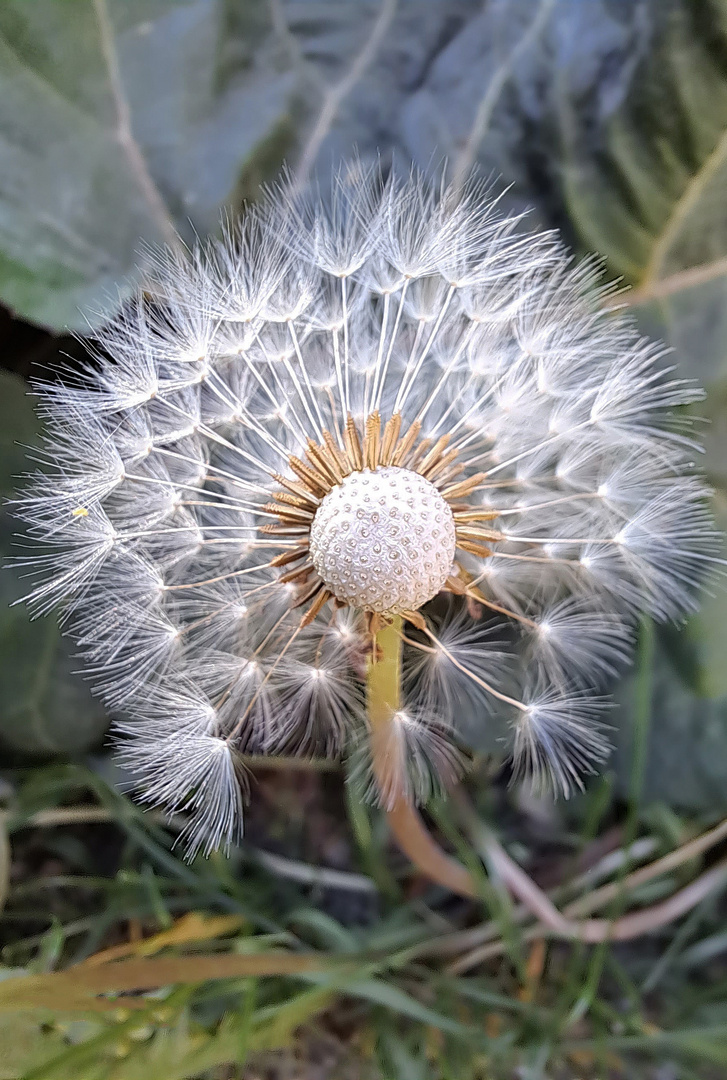 Dandelion