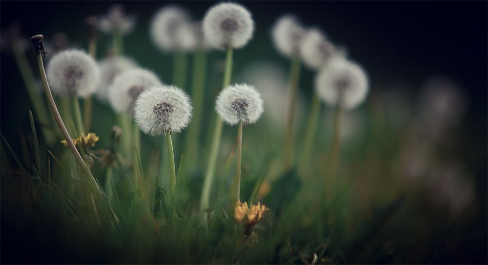 dandelion