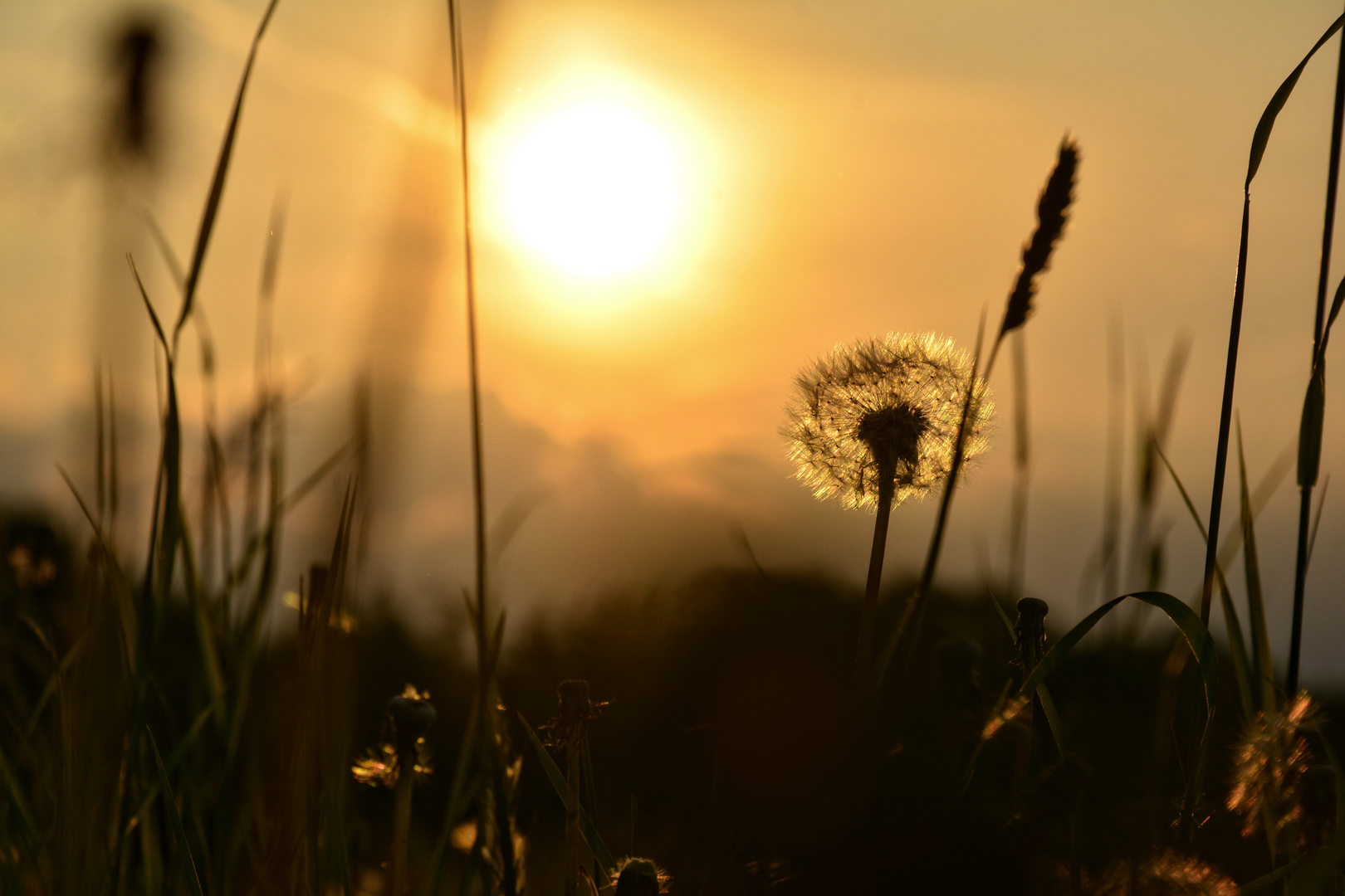 Dandelion