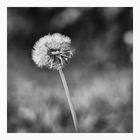 dandelion