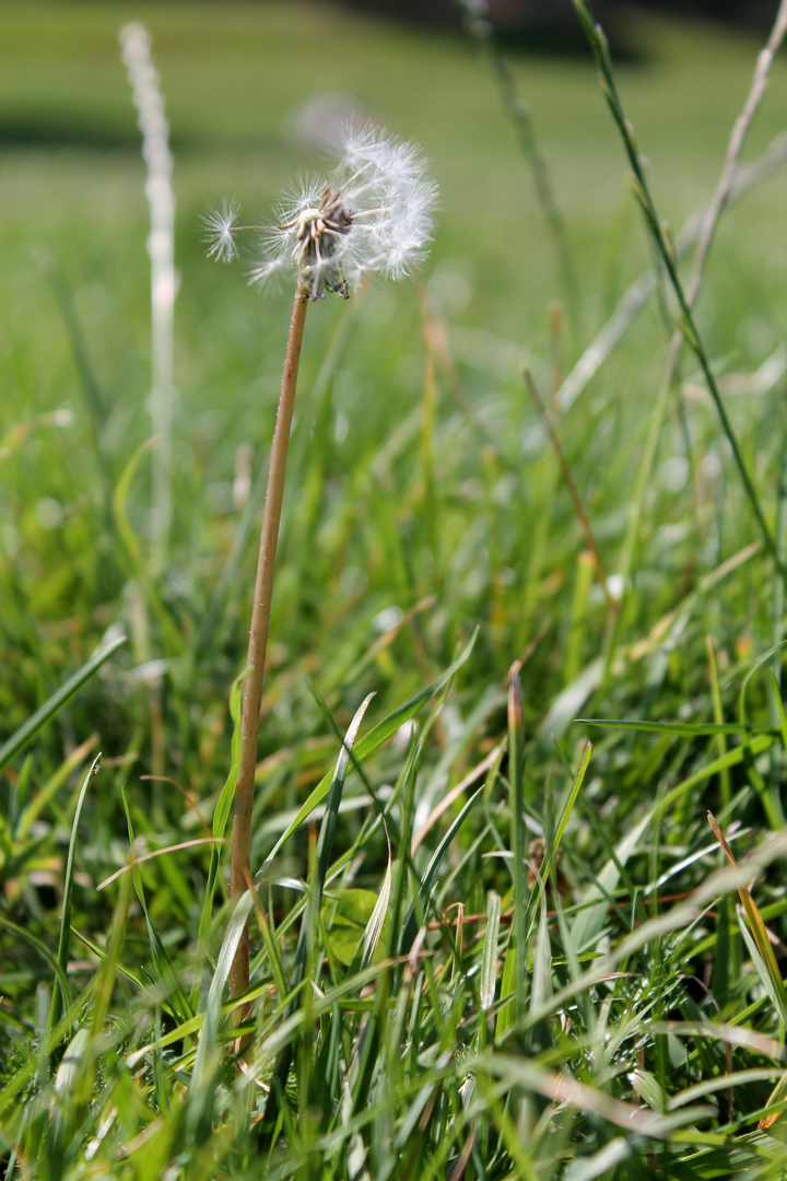 Dandelion