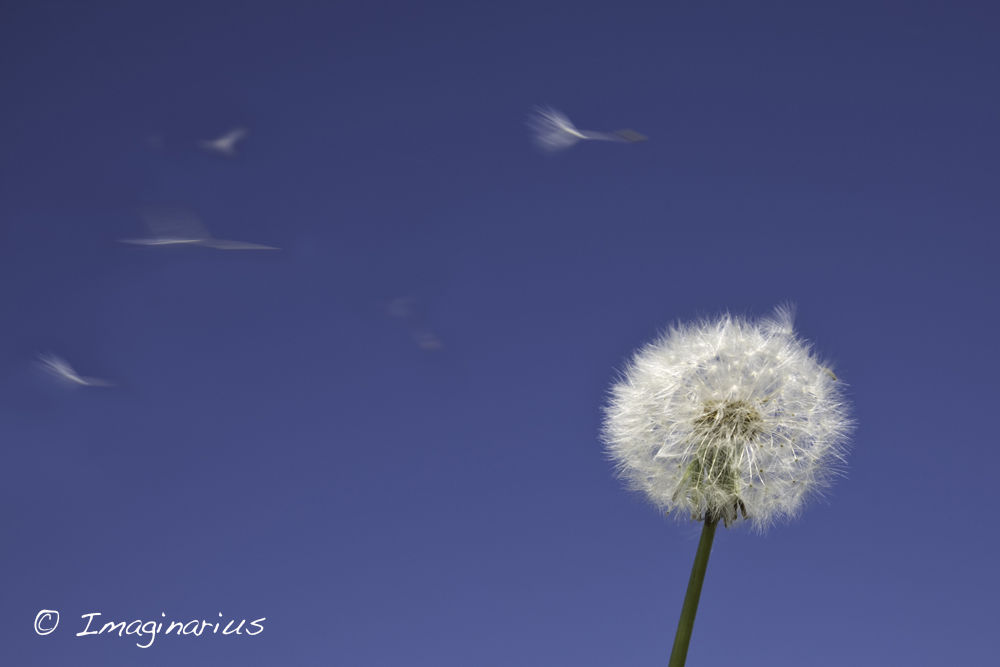 dandelion