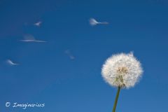 dandelion