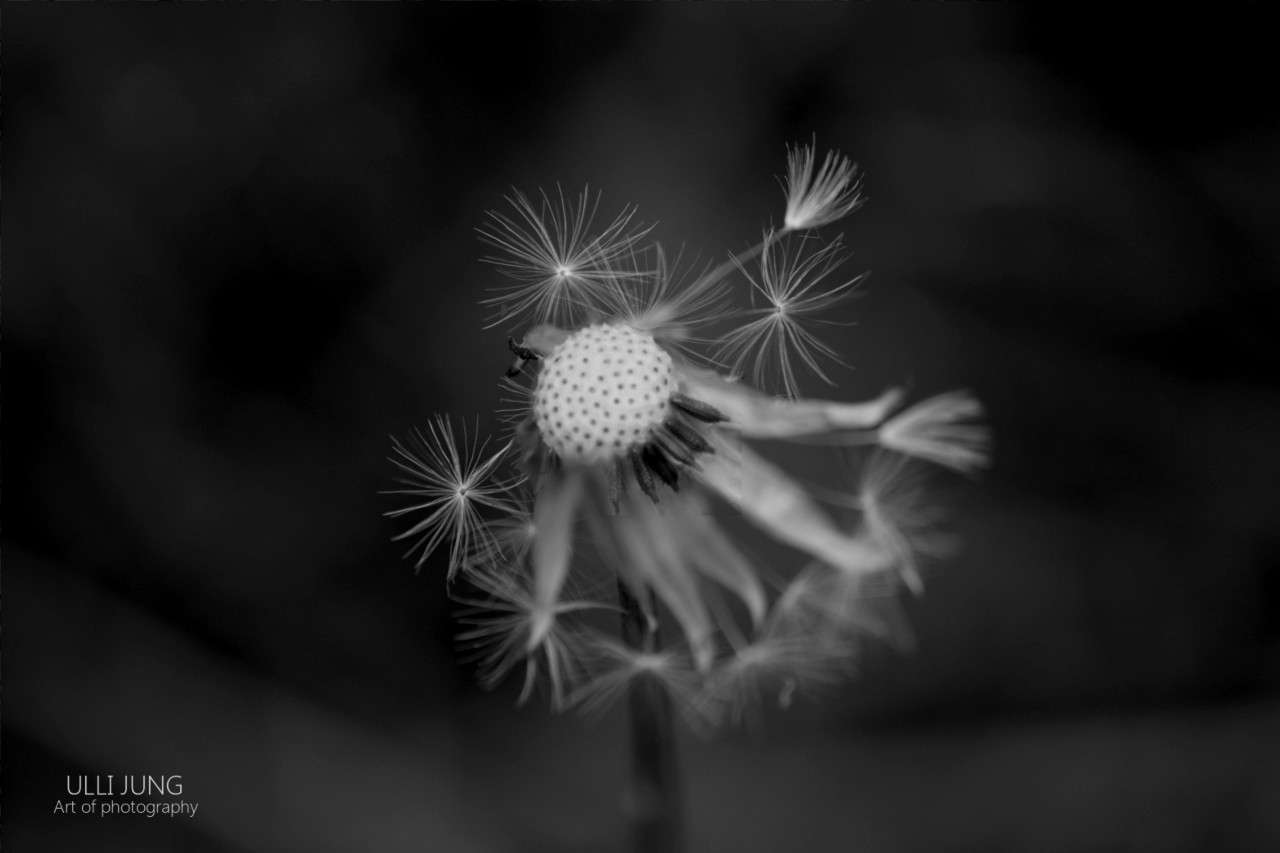 Dandelion