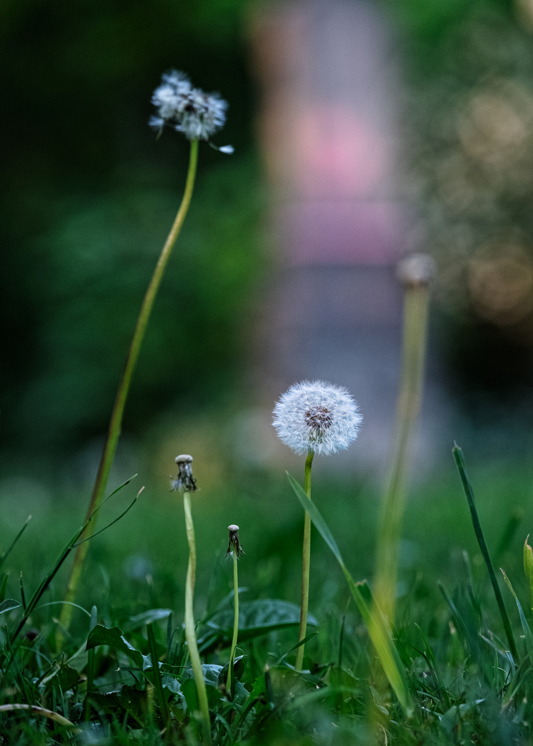 Dandelion