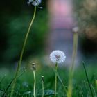 Dandelion