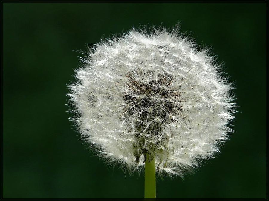 dandelion