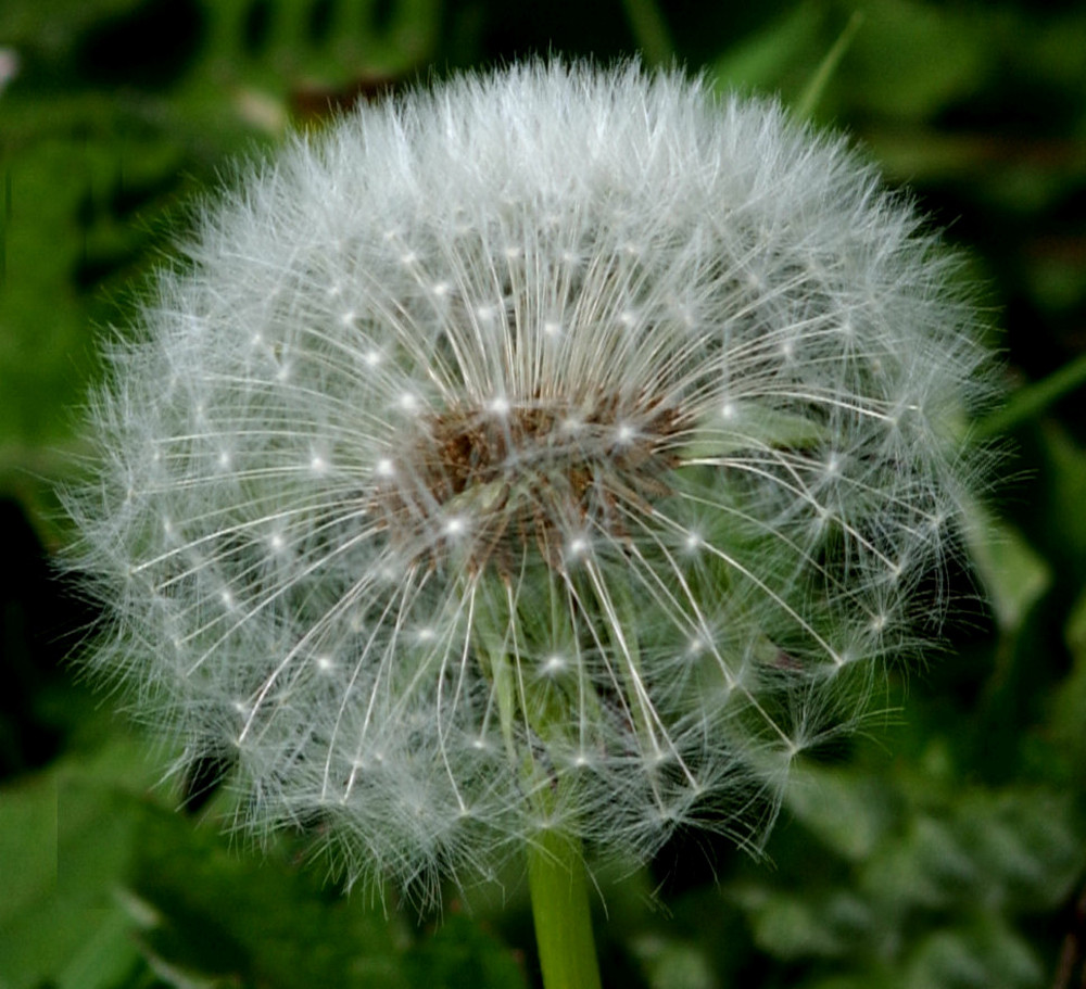 Dandelion Clock