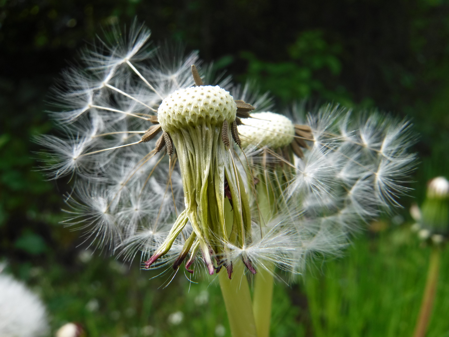 Dandelion clocks