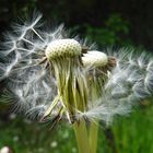 Dandelion clocks