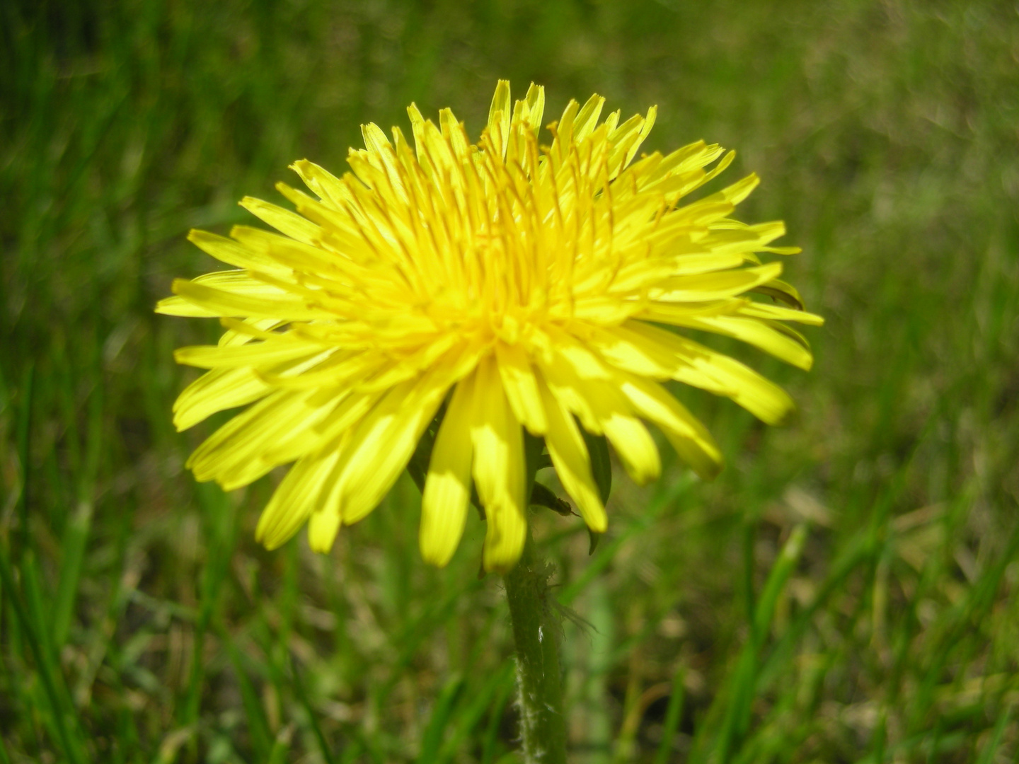 Dandelion Closeup