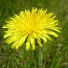 Dandelion Closeup