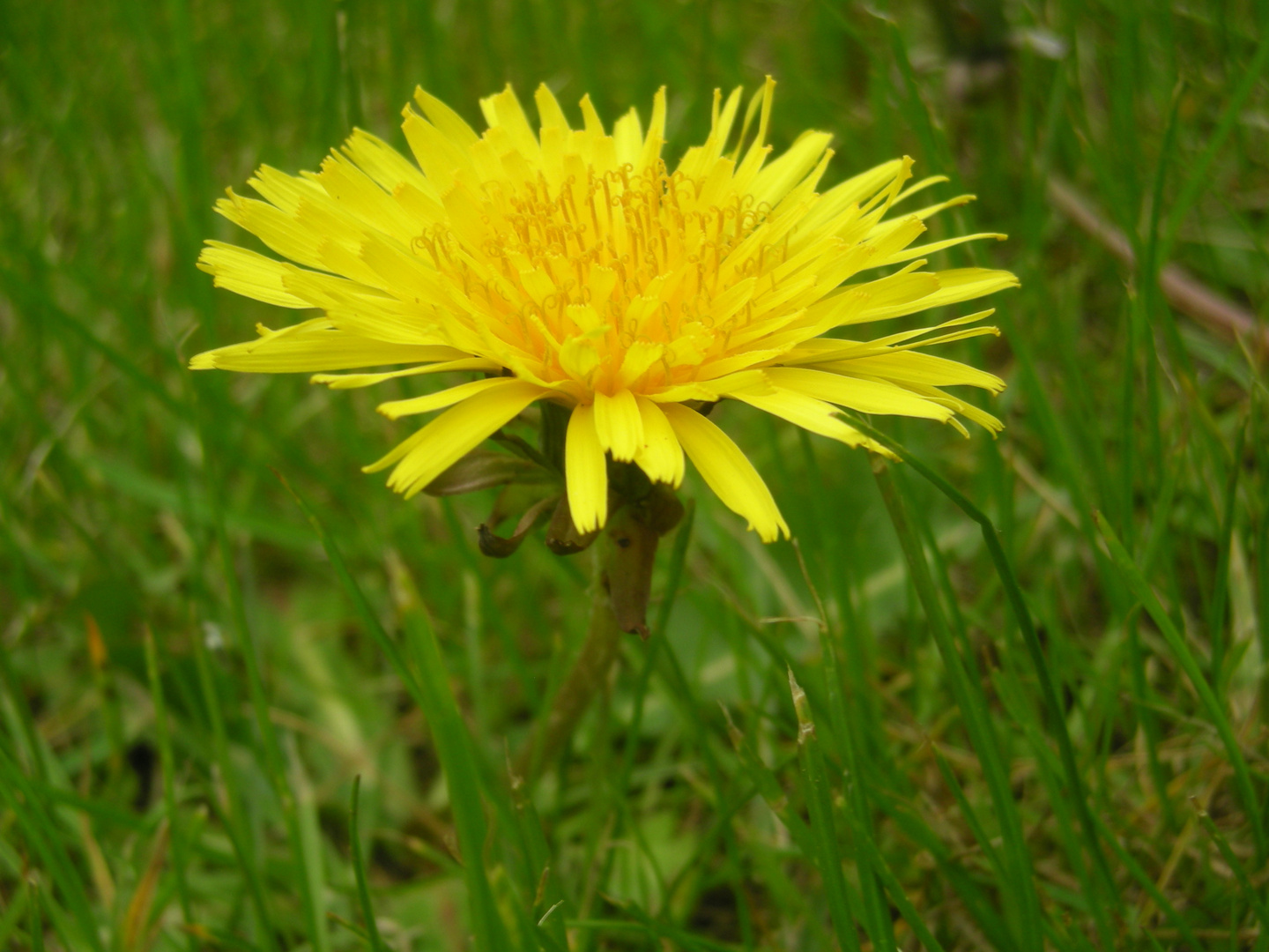 Dandelion Closeup