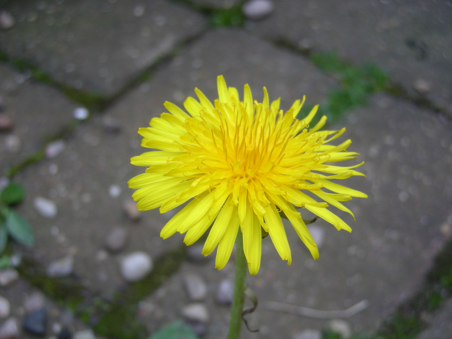 Dandelion Closeup