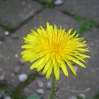 Dandelion Closeup