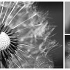 Dandelion Collage