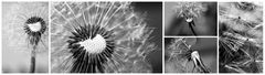 Dandelion Collage