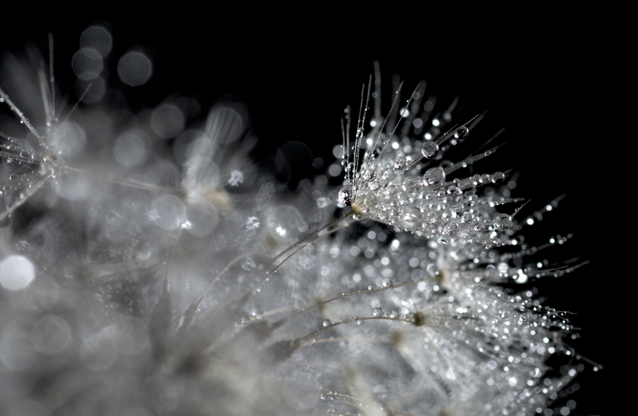 Dandelion crystal