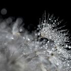 Dandelion crystal