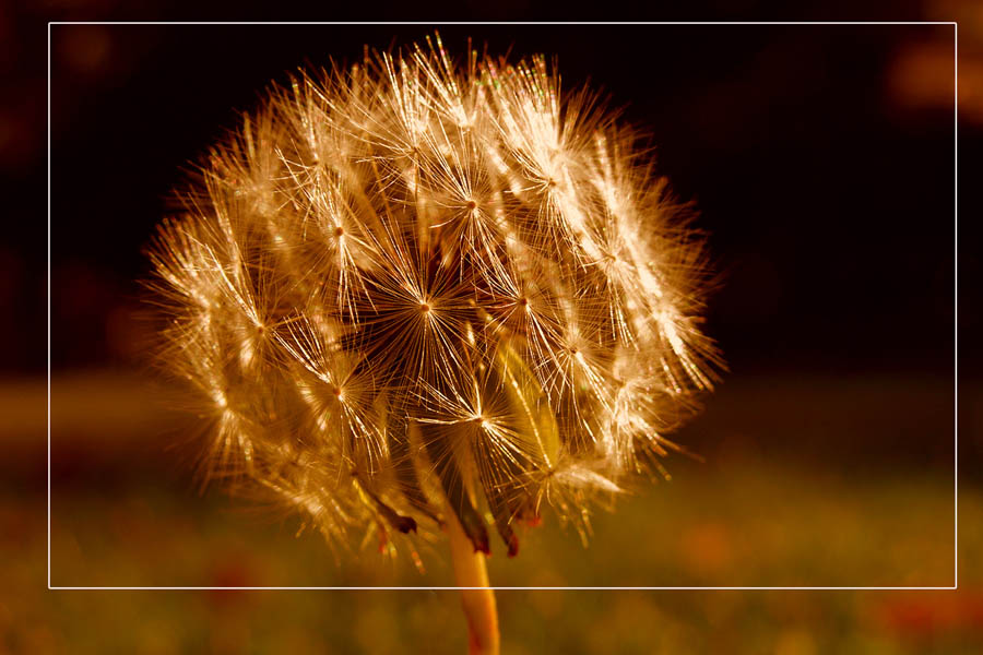 Dandelion