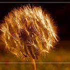 Dandelion