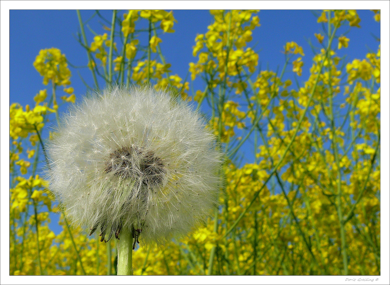 Dandelion