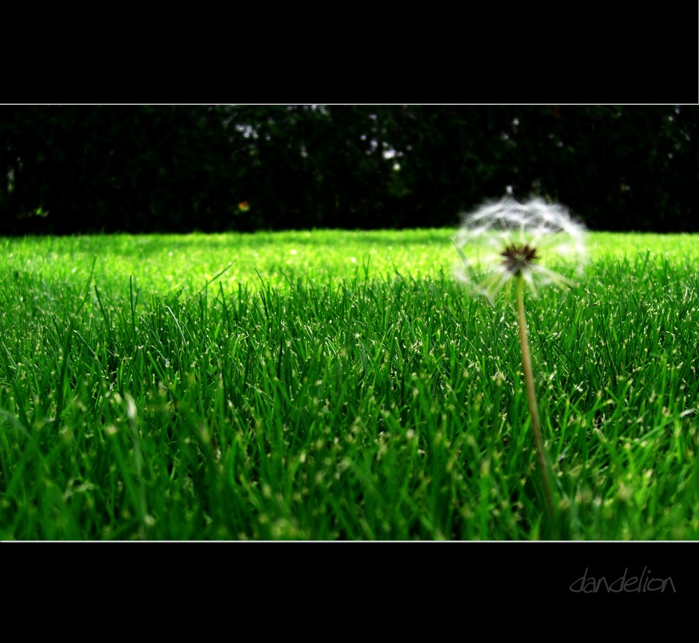 dandelion