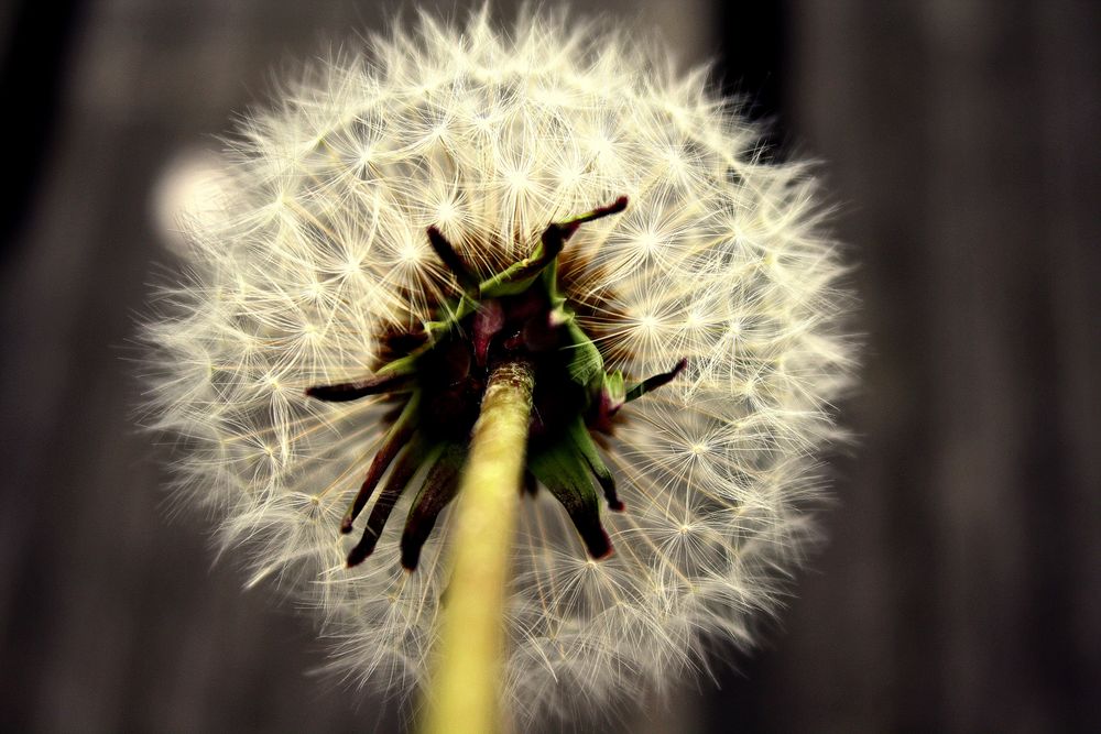 dandelion von H.Rike 