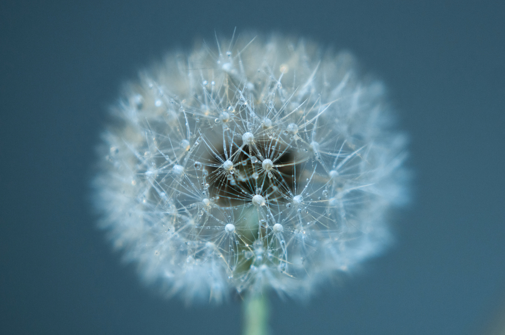 dandelion