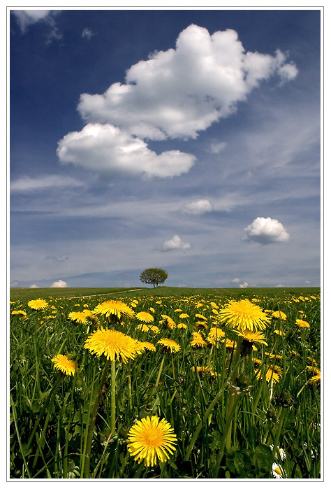 Dandelion