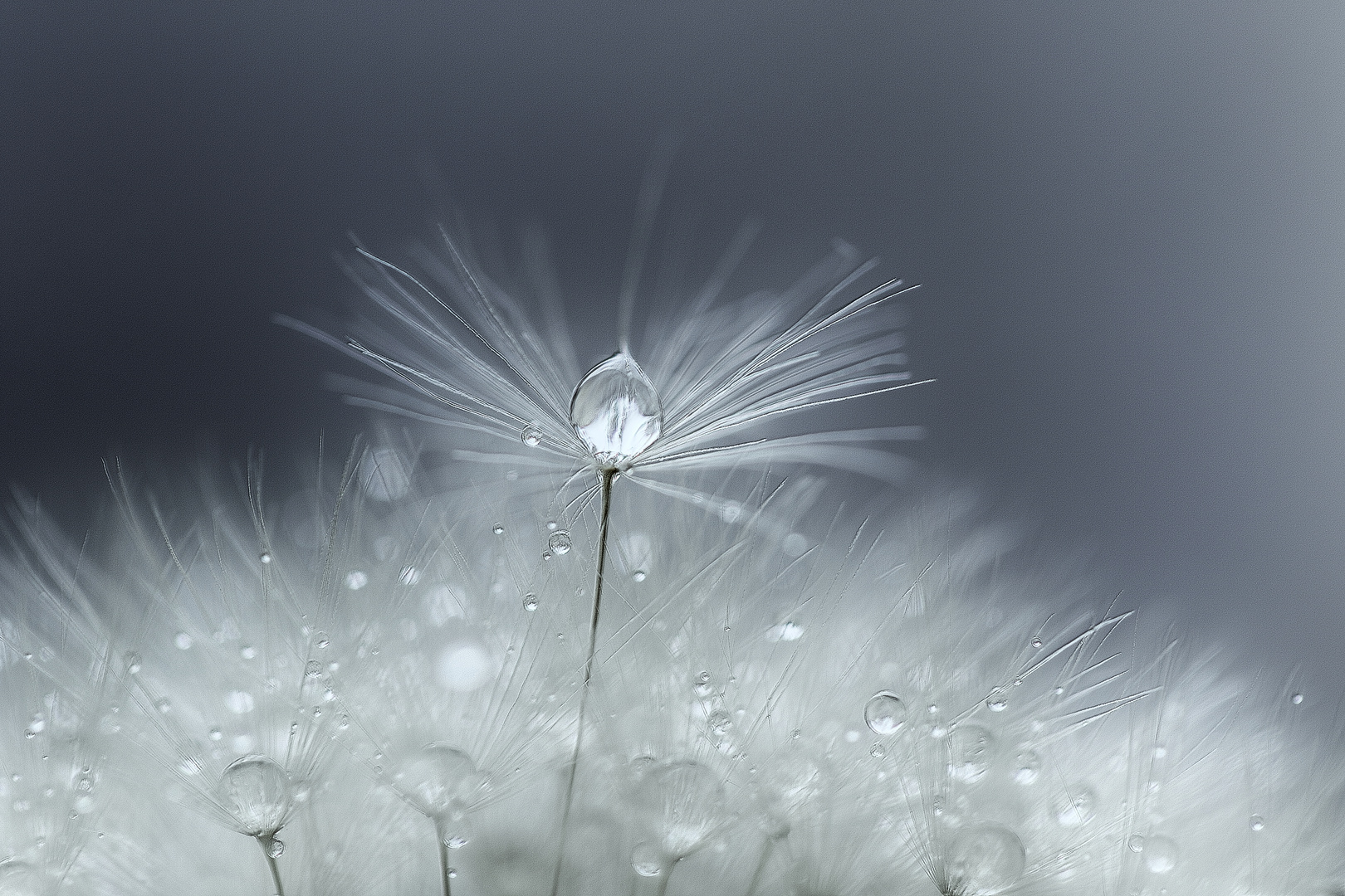 Dandelion