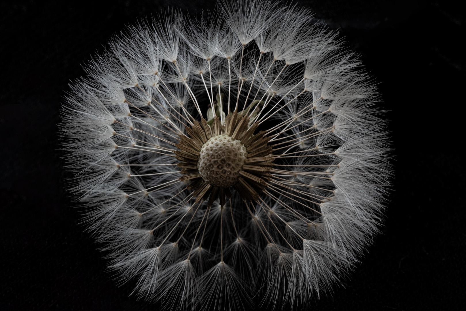 Dandelion