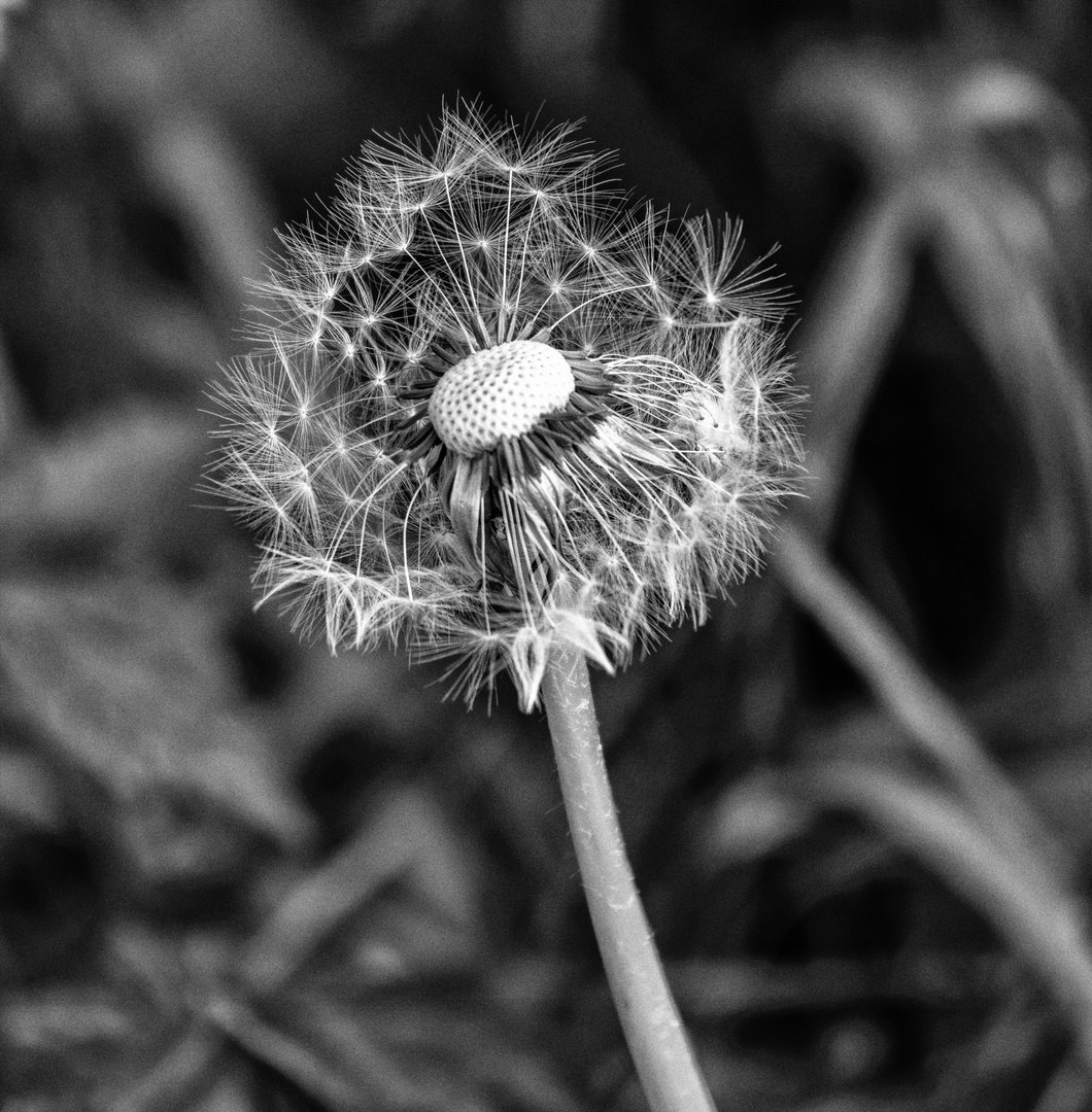 dandelion