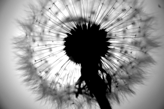 dandelion