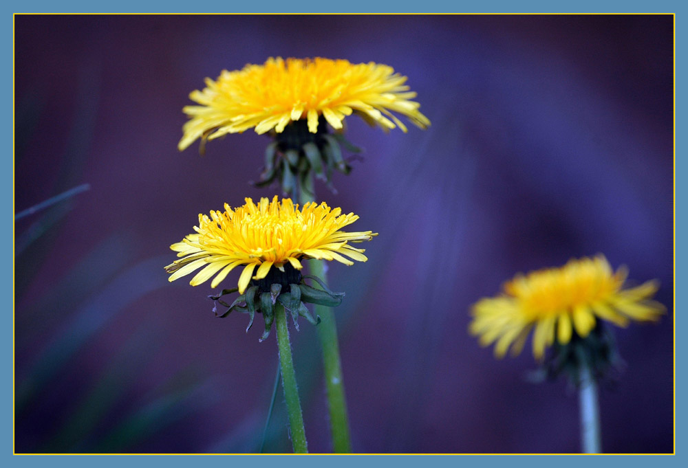 Dandelion - Dent-de-lion - Löwenzahn