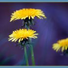 Dandelion - Dent-de-lion - Löwenzahn