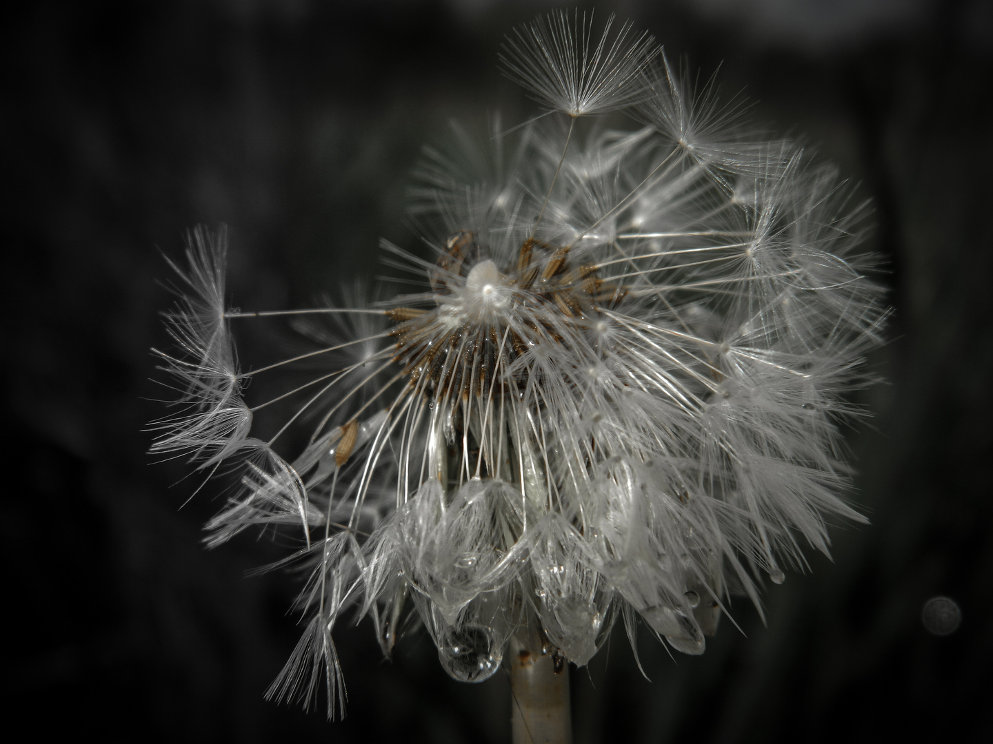 Dandelion dopo la pioggia