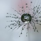 Dandelion Drop Ball