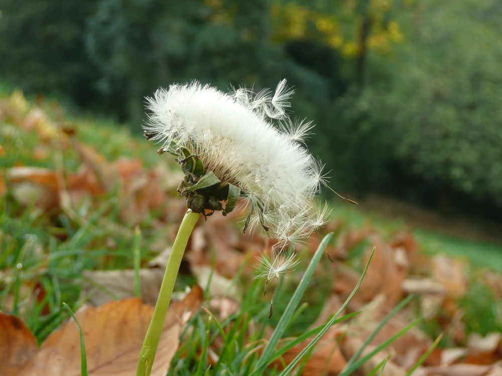 Dandelion