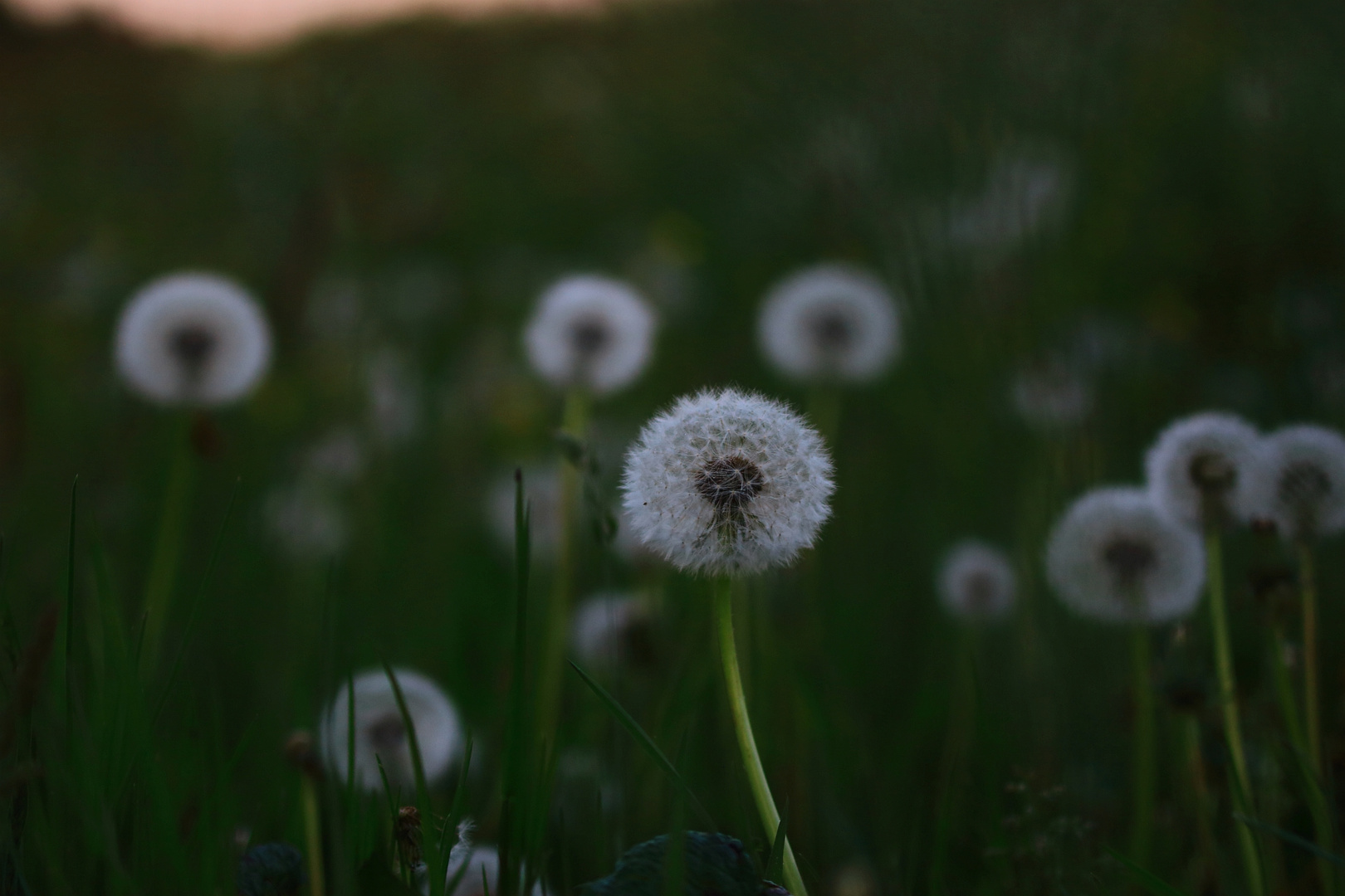 dandelion