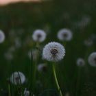 dandelion