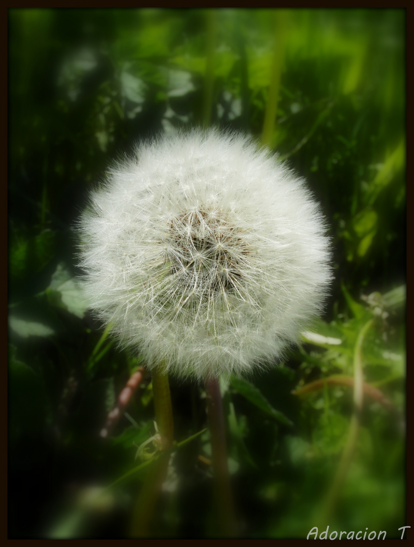 Dandelion