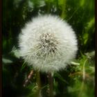 Dandelion