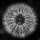 "DANDELION"