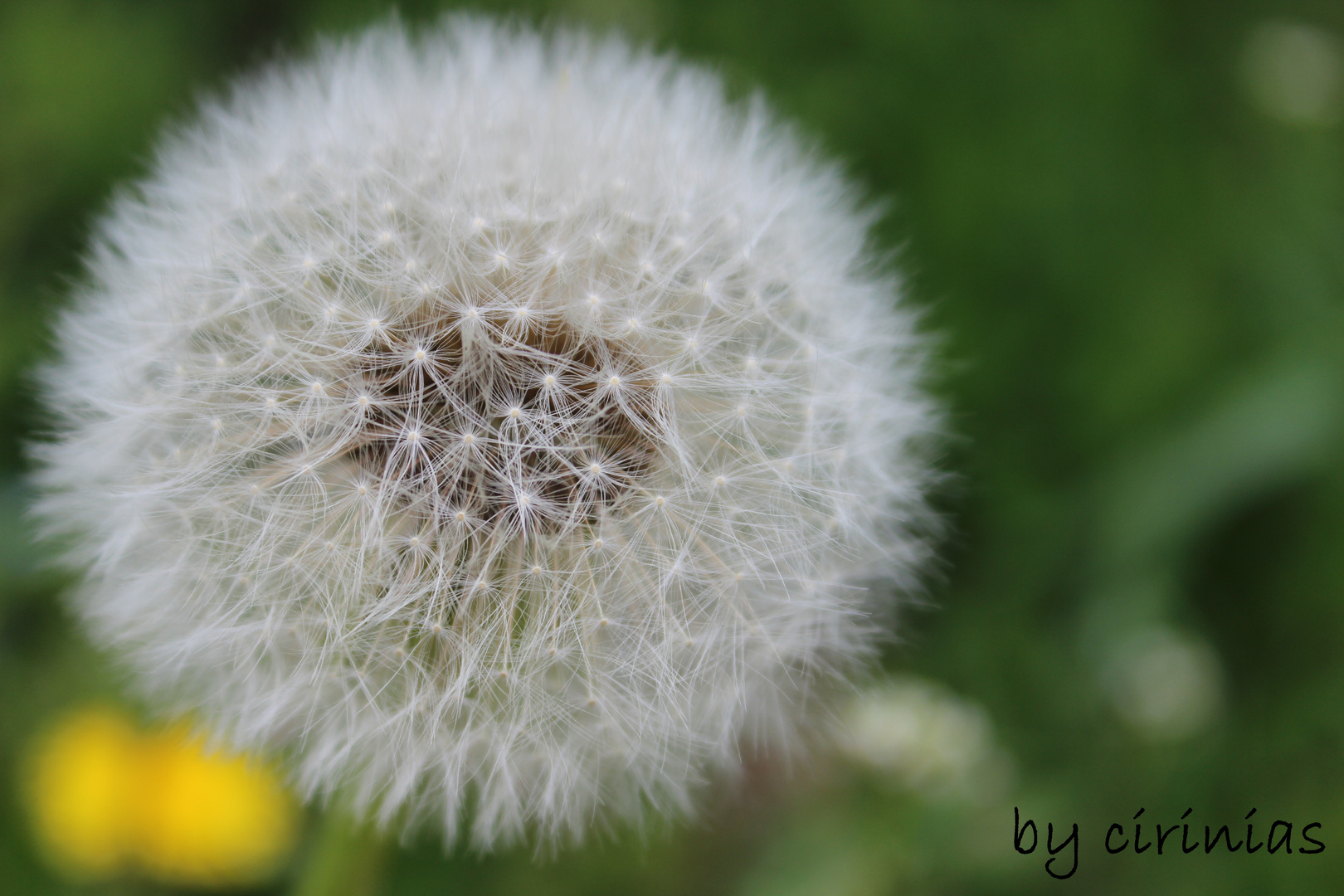 *Dandelion*